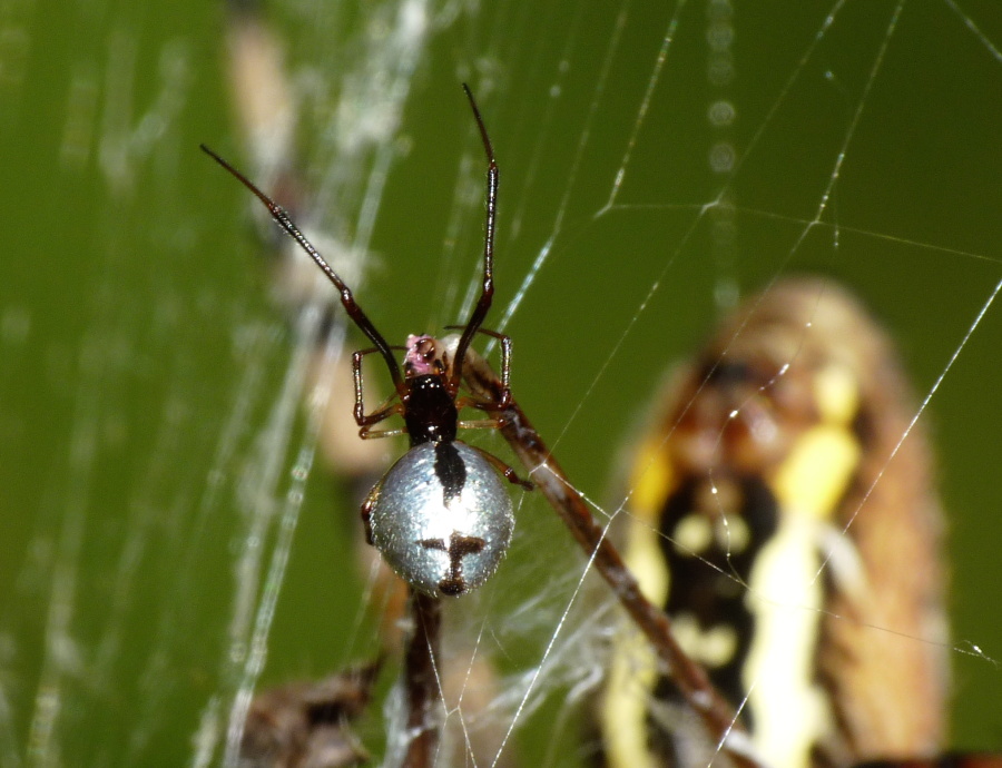 Argyrodes: colori e dimensioni